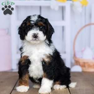 Zack, Mini Bernedoodle Puppy